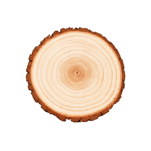 Natural Wood Slice with Bark